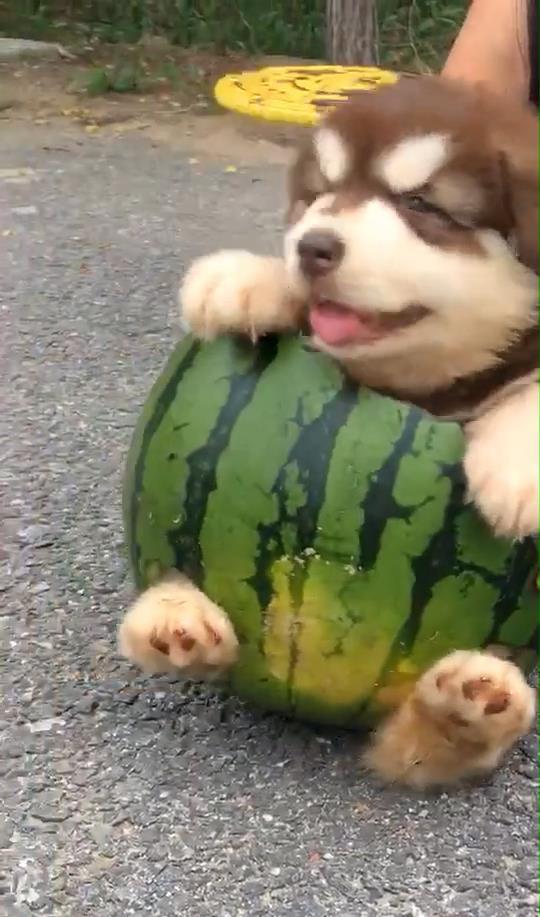 吃瓜狗的图,揭秘网络热图背后的趣味与思考